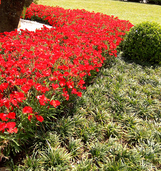 Verde Ideal | jardinagem e paisagismo