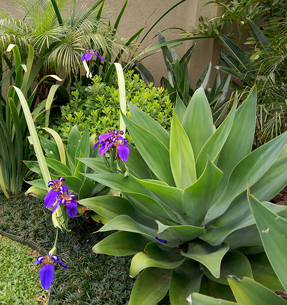 Verde Ideal | jardinagem e paisagismo