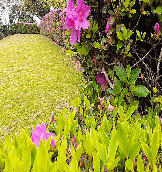 Verde Ideal | jardinagem e paisagismo