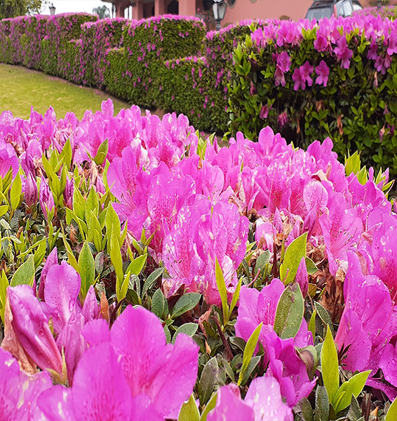 Verde Ideal | jardinagem e paisagismo